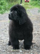 Превью фото № 131178