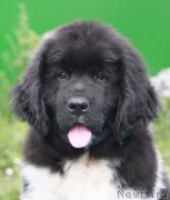 Превью фото № 131179