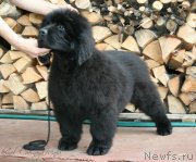 Превью фото № 131182