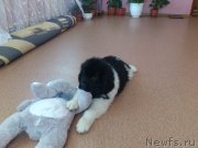 Превью фото № 131193