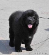 Превью фото № 131214