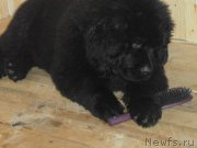 Превью фото № 131254