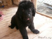 Превью фото № 131255