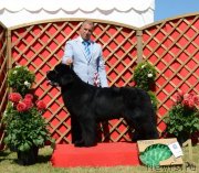 Превью фото № 131297