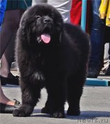 Превью фото № 131300