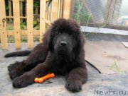 Превью фото № 131356