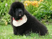 Превью фото № 131363