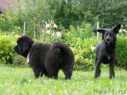 Превью фото № 131365