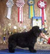 Превью фото № 131402