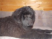 Превью фото № 131409