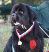 Превью фото № 131423