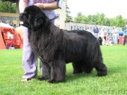 Превью фото № 131482