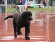 Превью фото № 131487