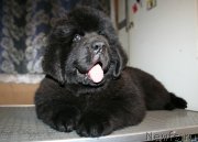 Превью фото № 131517