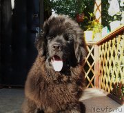 Превью фото № 131522