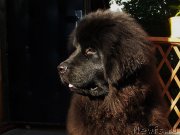 Превью фото № 131523