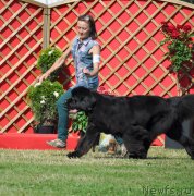 Превью фото № 131549