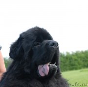 Превью фото № 131571