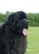 Превью фото № 131574