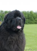 Превью фото № 131575