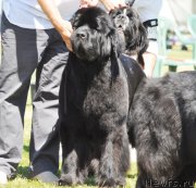 Превью фото № 131580