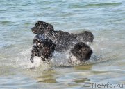 Превью фото № 131586