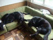 Превью фото № 131631