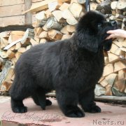 Превью фото № 131632