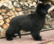 Превью фото № 131639