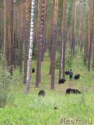 Превью фото № 131692