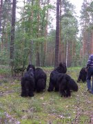 Превью фото № 131695