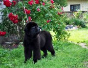 Превью фото № 131731