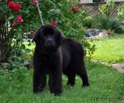 Превью фото № 131733