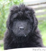 Превью фото № 131768