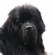 Превью фото № 131772