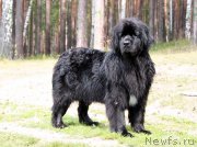 Превью фото № 131774