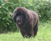 Превью фото № 131808