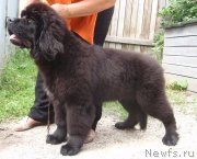 Превью фото № 131811