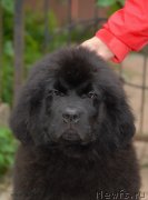 Превью фото № 131853