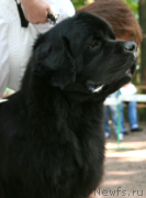 Превью фото № 131915