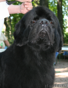 Превью фото № 131916