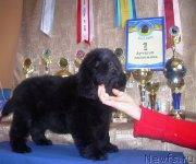 Превью фото № 132006