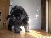 Превью фото № 132011