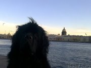 Превью фото № 132012