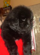 Превью фото № 132015