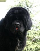 Превью фото № 132052