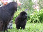 Превью фото № 132068