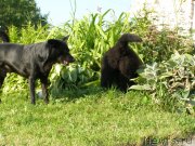 Превью фото № 132074