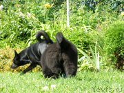 Превью фото № 132075