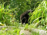 Превью фото № 132076